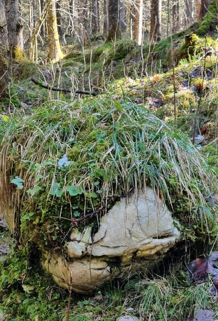 In het mooie bos gedeelte. Zien jullie ook een trol?