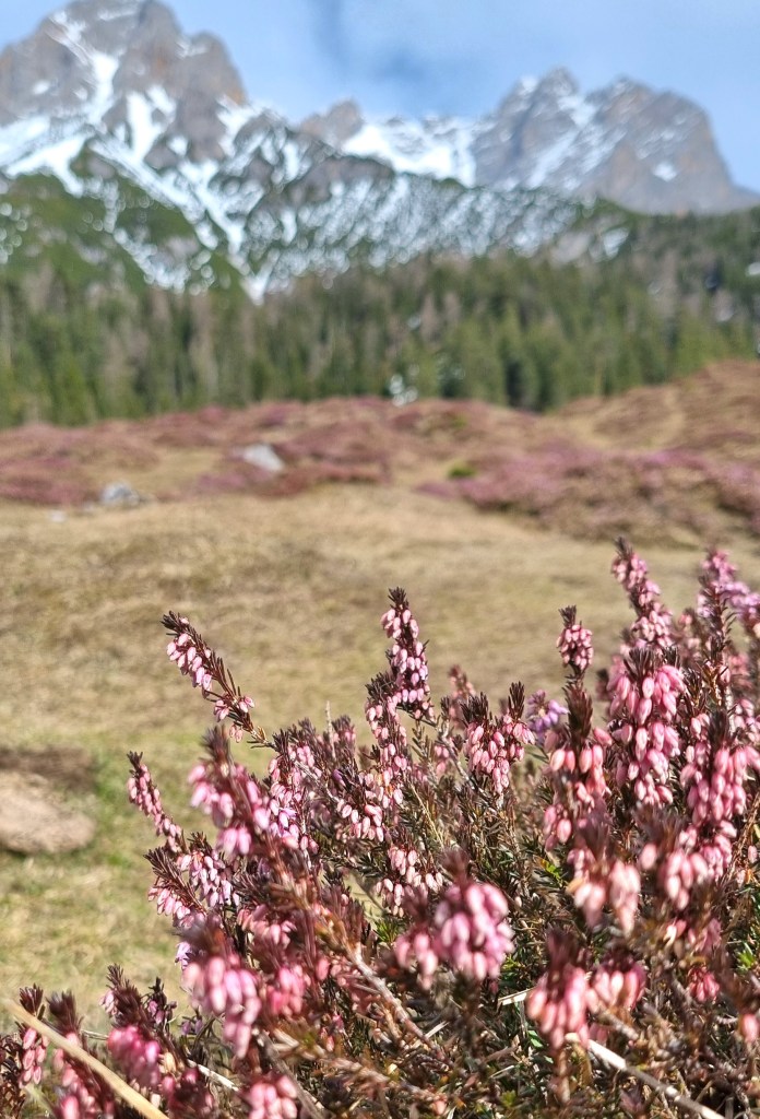 Steinalm in het Steinerne meer