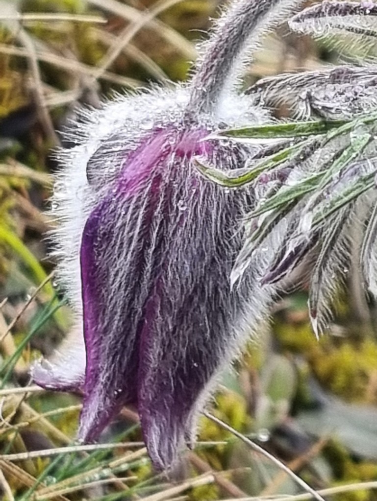 Pulsatilla