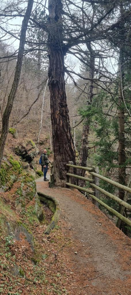 vele mooi oude Lariksen onderweg te zien