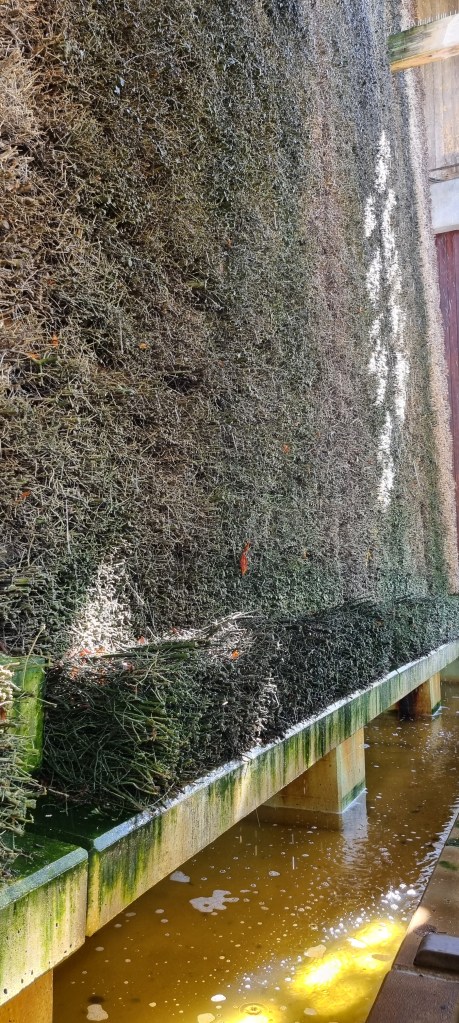 de zoutmuur van het Gradierhaus