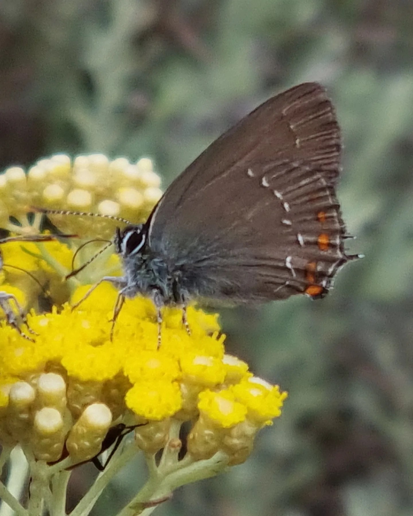 Bruine Eikenpage op Kerrie