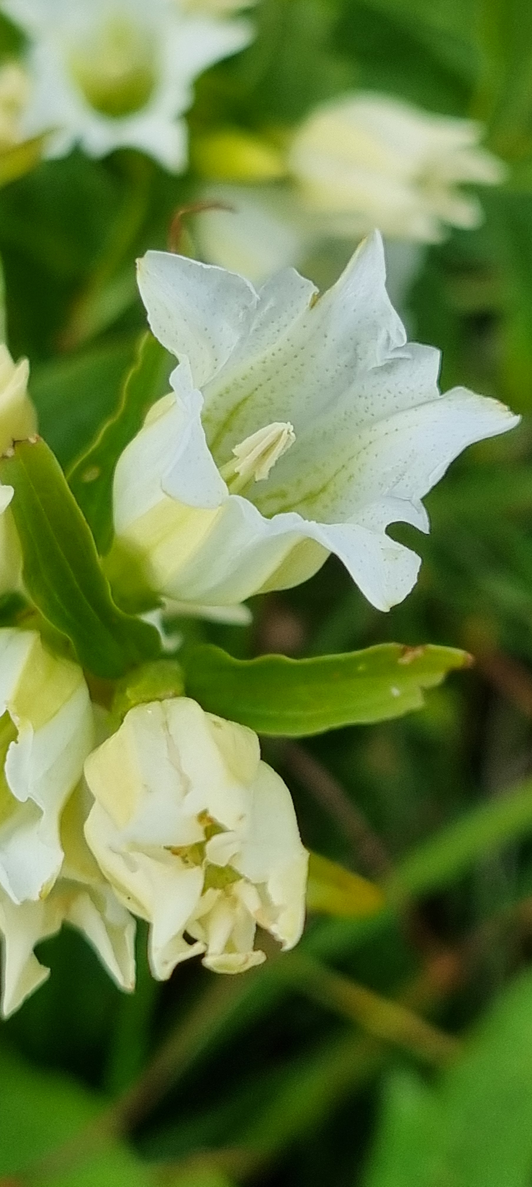 Witte Gentiaan/Enzian Schwalbenwurz