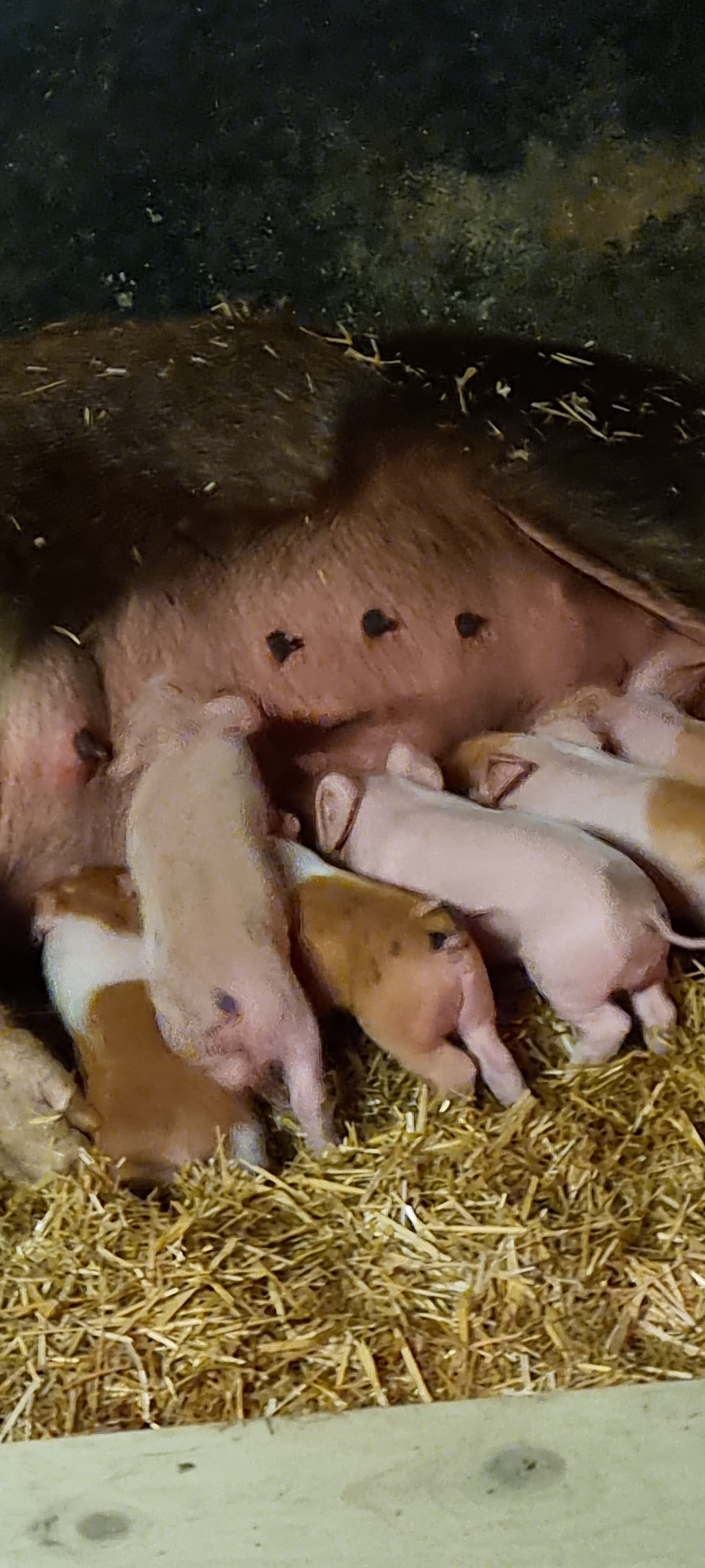 biggetjes in de stal van de Landwirtschaftschule
