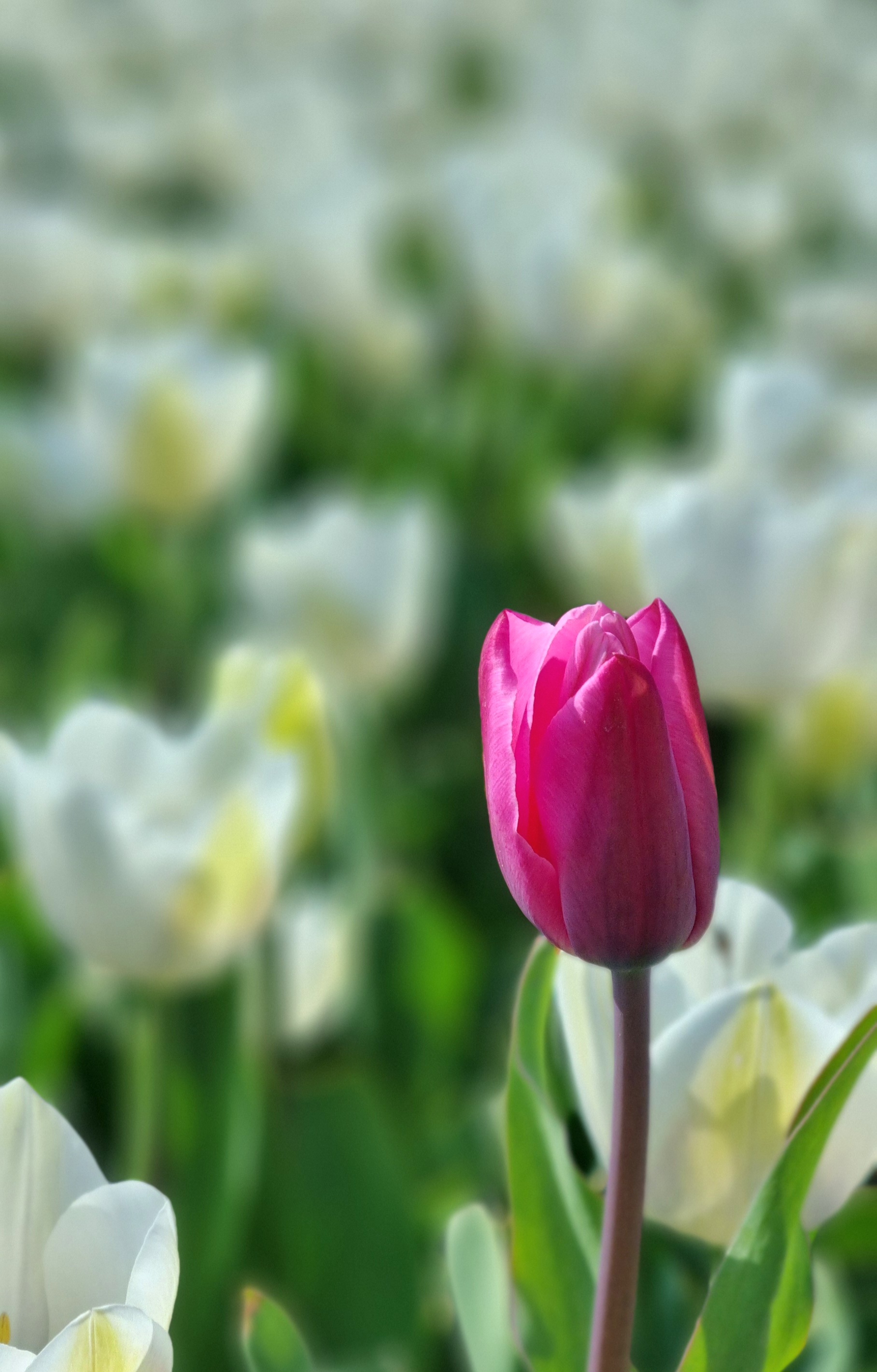 'Dare to be different''