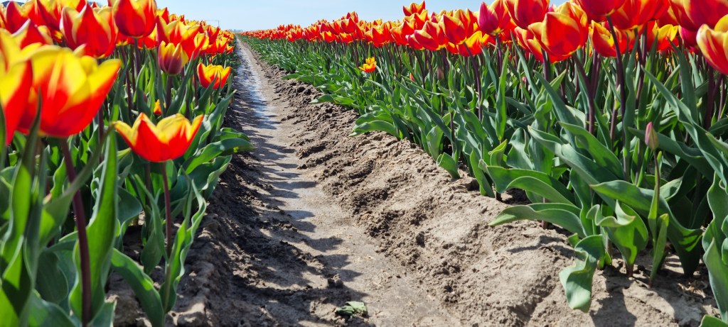tulpenvelden