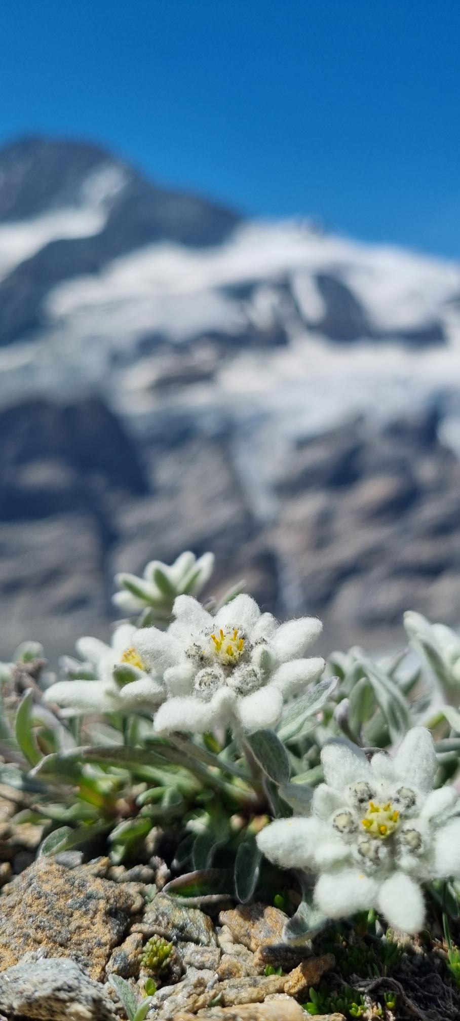 Edelweiss